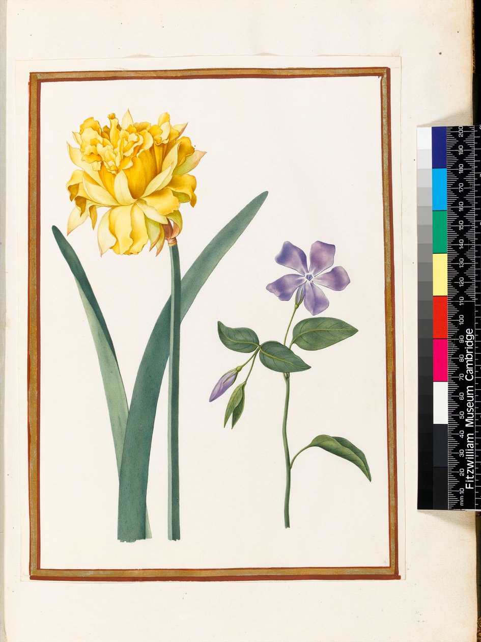 Narciso Duplo e Pervinca (wc em pergaminho) de Nicolas Robert