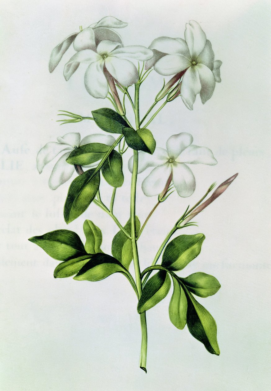 Fol.30 Jasmine, de &39;The Garland of Julie&39;, c.1642 de Nicolas Robert