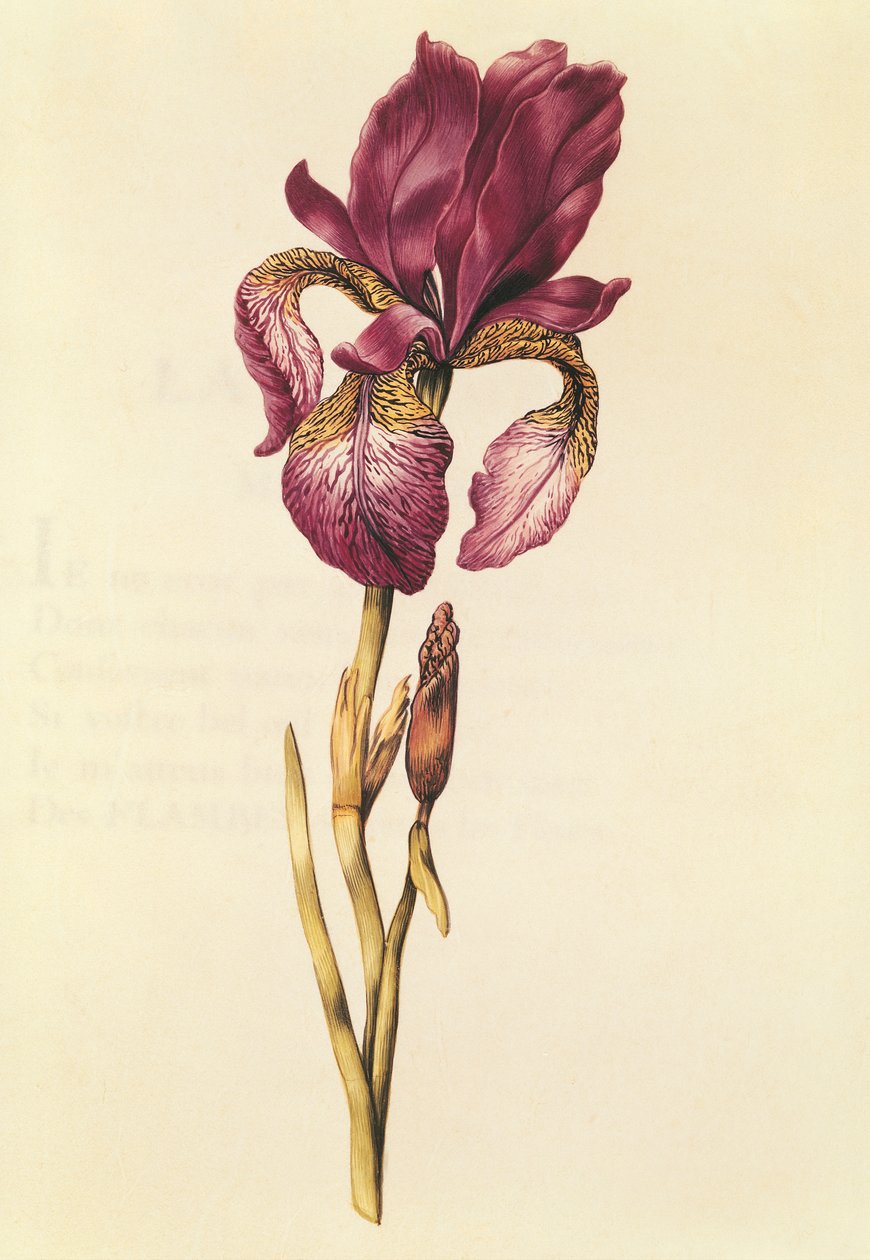 Iris, de &39;The Garland of Julie&39;, c.1642 (wc em pergaminho) de Nicolas Robert