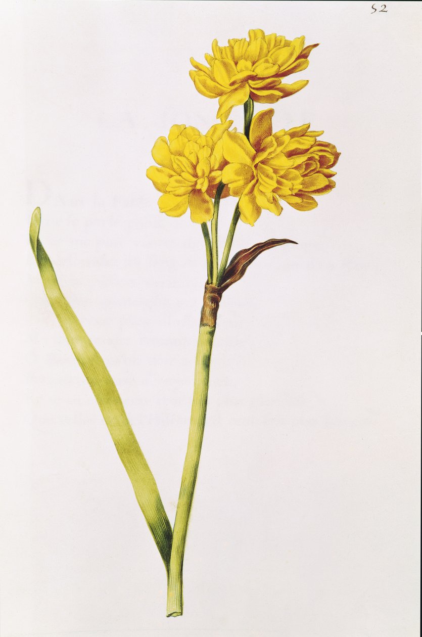 Jonquil, de &39;The Garland of Julie&39;, c.1642 (wc em velino) de Nicolas Robert