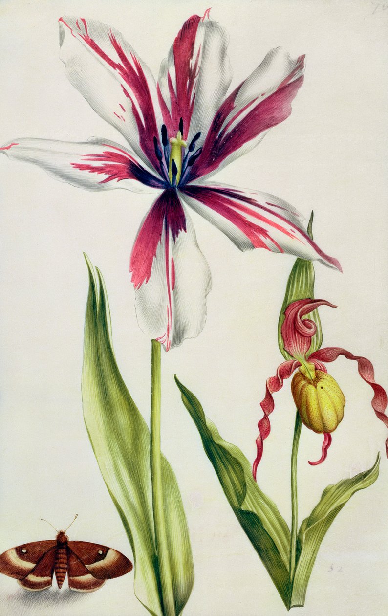 Orquídea, Tulipa e Borboleta, c.1675 (guache sobre velino) de Nicolas Robert