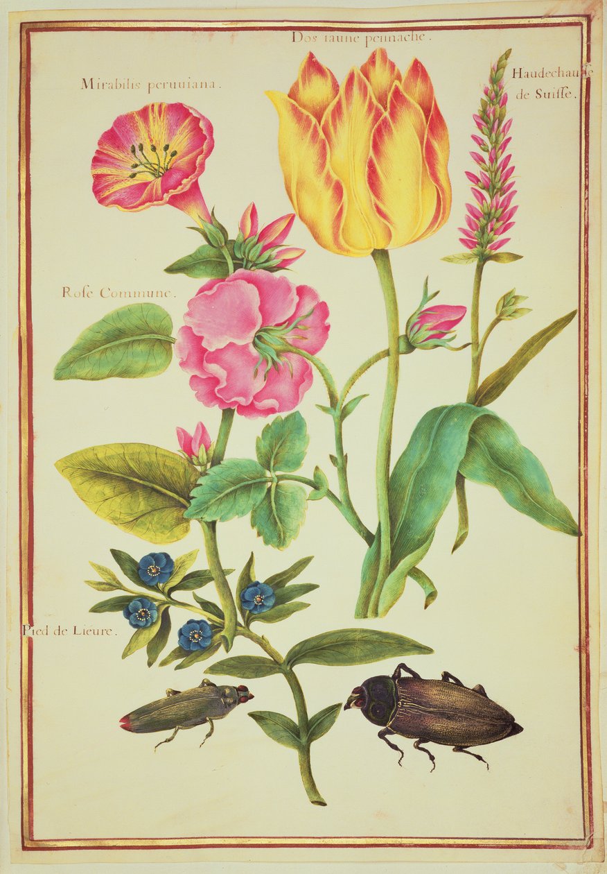 PD.109-1973.f23 Estudos de Flores (wc on velino) de Nicolas Robert