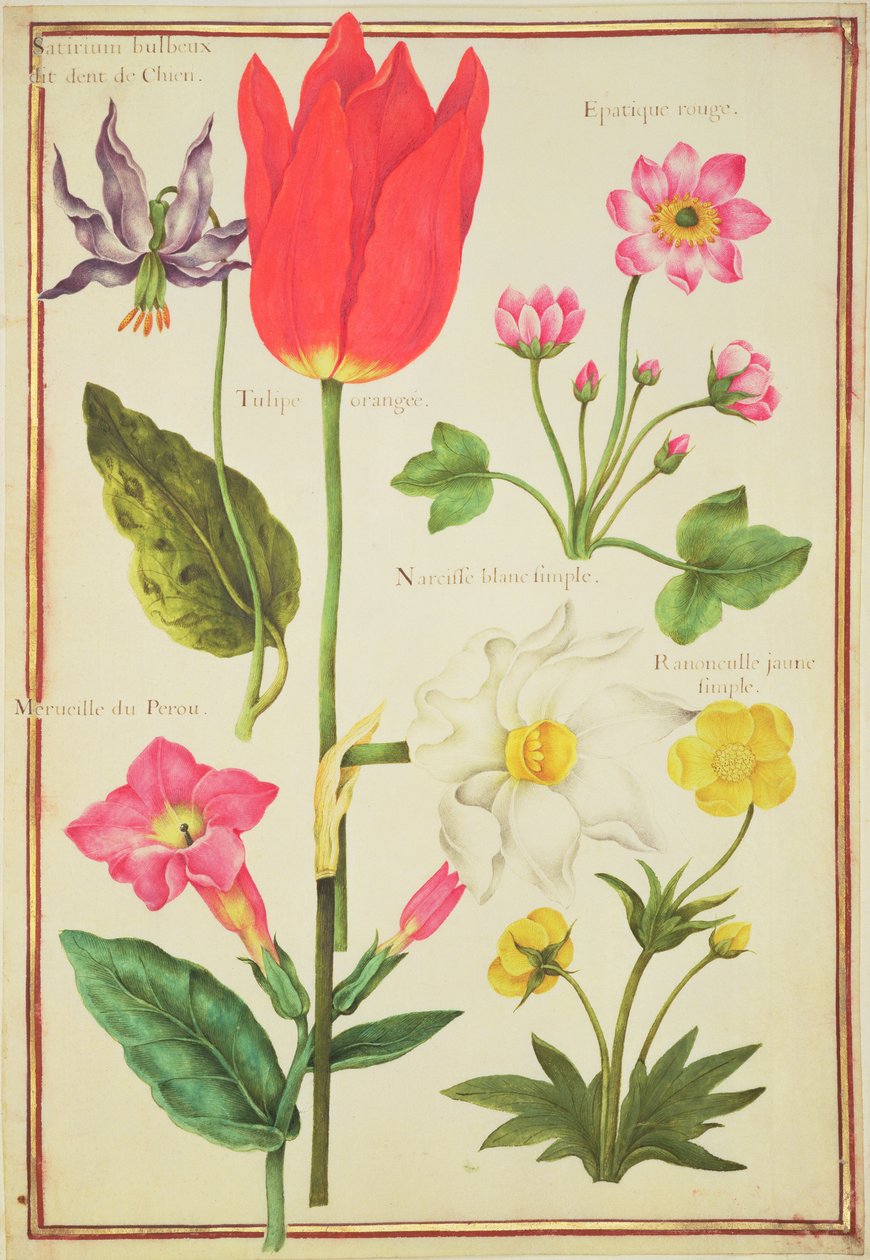 PD.109-1973.f34 Estudos de Flores (wc on velino) de Nicolas Robert
