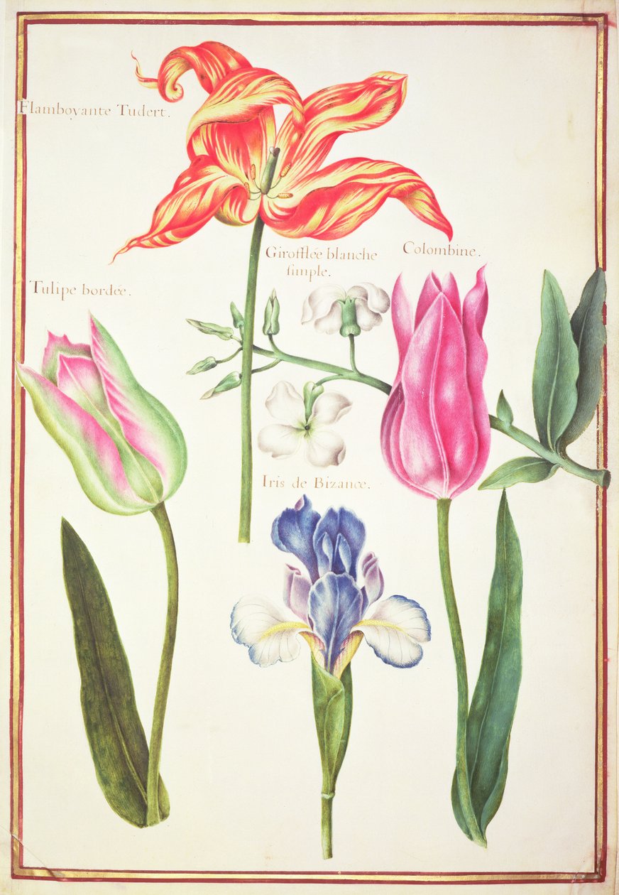 PD.109-1973.f35 Estudos de Flores: Tulipas e Íris Azul (wc em velino) de Nicolas Robert