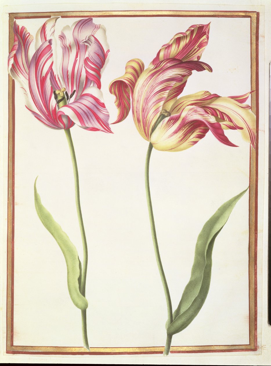 PD.109-1973.f4 Duas Tulipas &39;Quebradas&39; (wc em velino) de Nicolas Robert