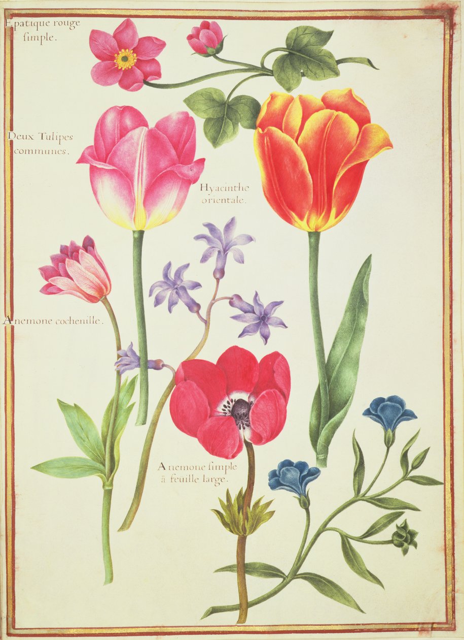 PD.109-1973.f40 Estudos de Flores (wc on velino) de Nicolas Robert