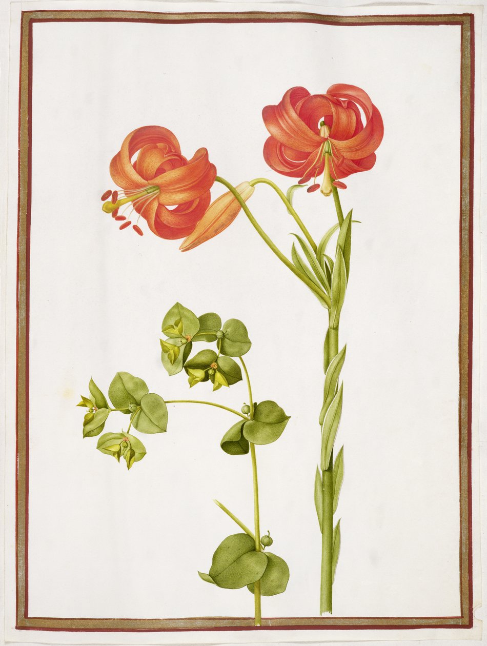 PD.109-1973.f9 (LR) Spurge e Lilium Calcedonicum (wc em velino) de Nicolas Robert