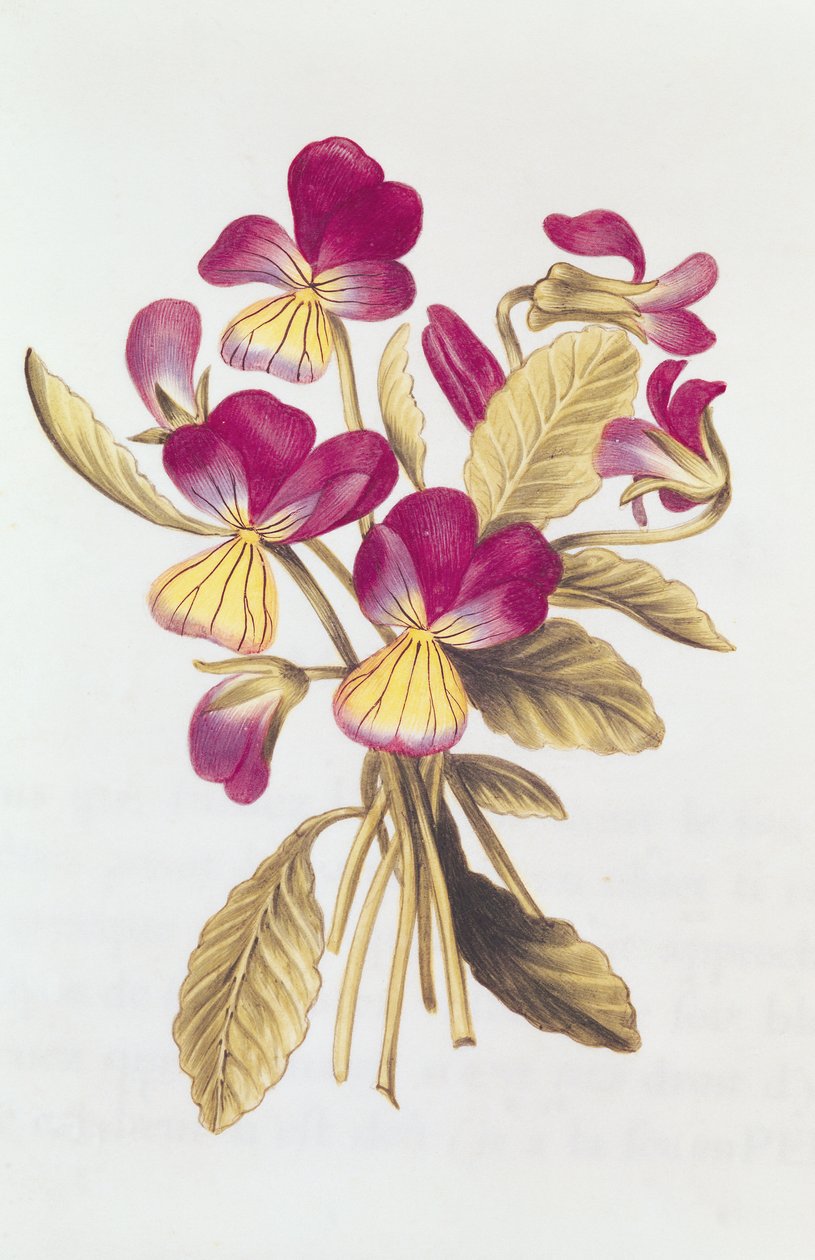 Pansy, de &39;The Garland of Julie&39;, c.1642 (wc em pergaminho) de Nicolas Robert
