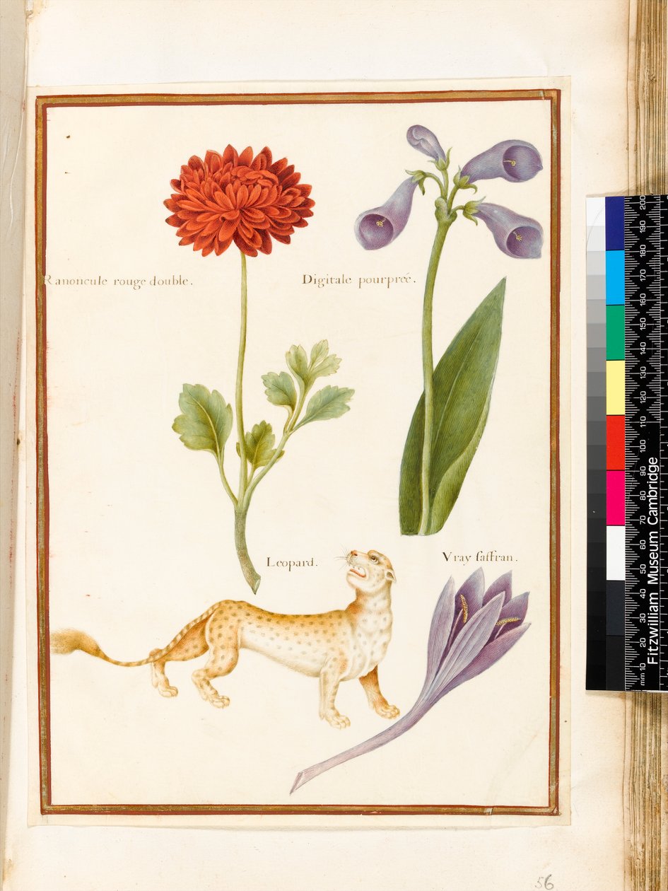 Ranunculus, Foxglove, Açafrão e Leopard (wc e guache sobre velino) de Nicolas Robert