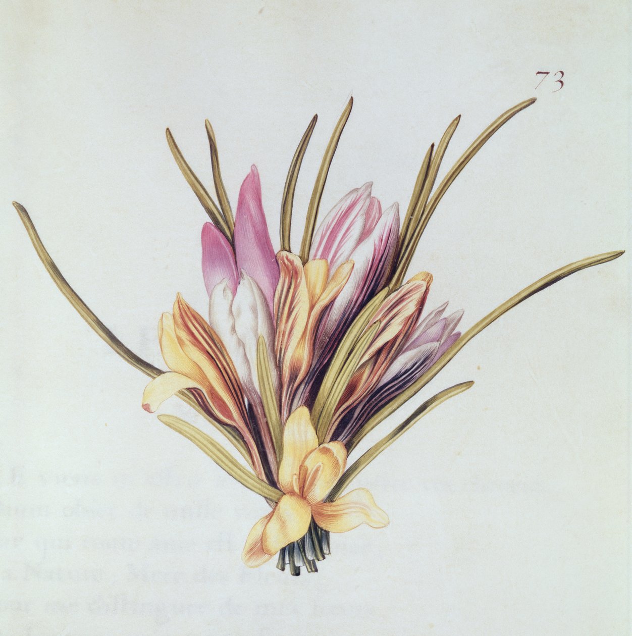 Açafrão ou açafrão, de &39;La Guirlande de Julie&39;, c.1642 (wc em velino) de Nicolas Robert