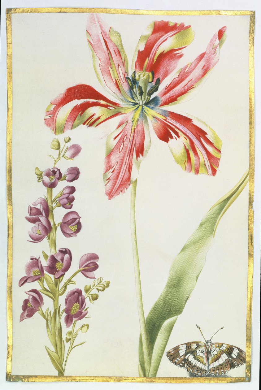Tulipa, Estoques e Borboleta, c.1675 (guache sobre velino) de Nicolas Robert