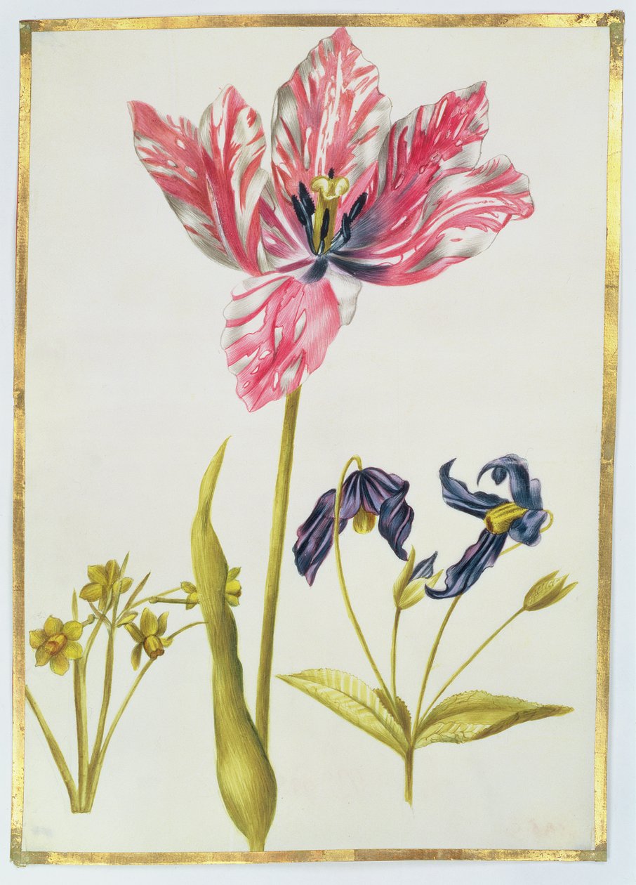 Tulipa e Narciso, c.1675 (guache sobre velino) de Nicolas Robert