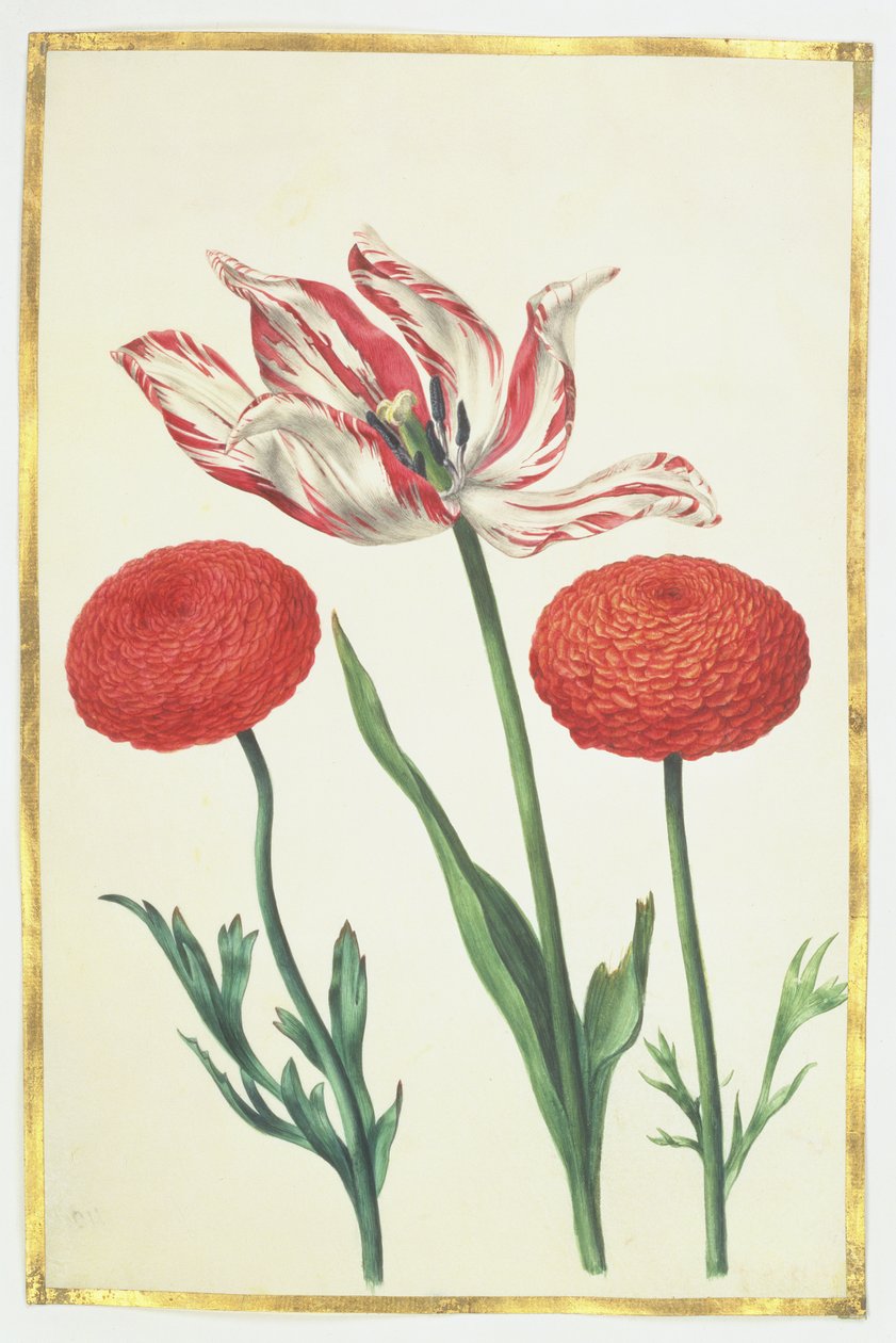 Tulipa e Dálias, c.1675 (guache sobre velino) de Nicolas Robert