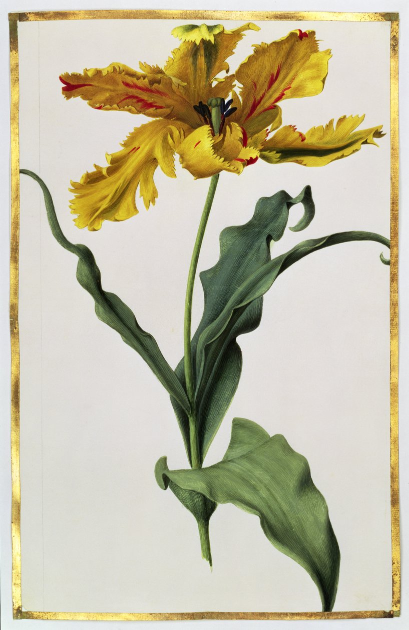 Tulipa, c.1675 (guache sobre velino) de Nicolas Robert