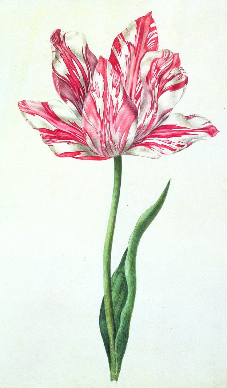 Tulipa, c.1675 (guache sobre velino) de Nicolas Robert