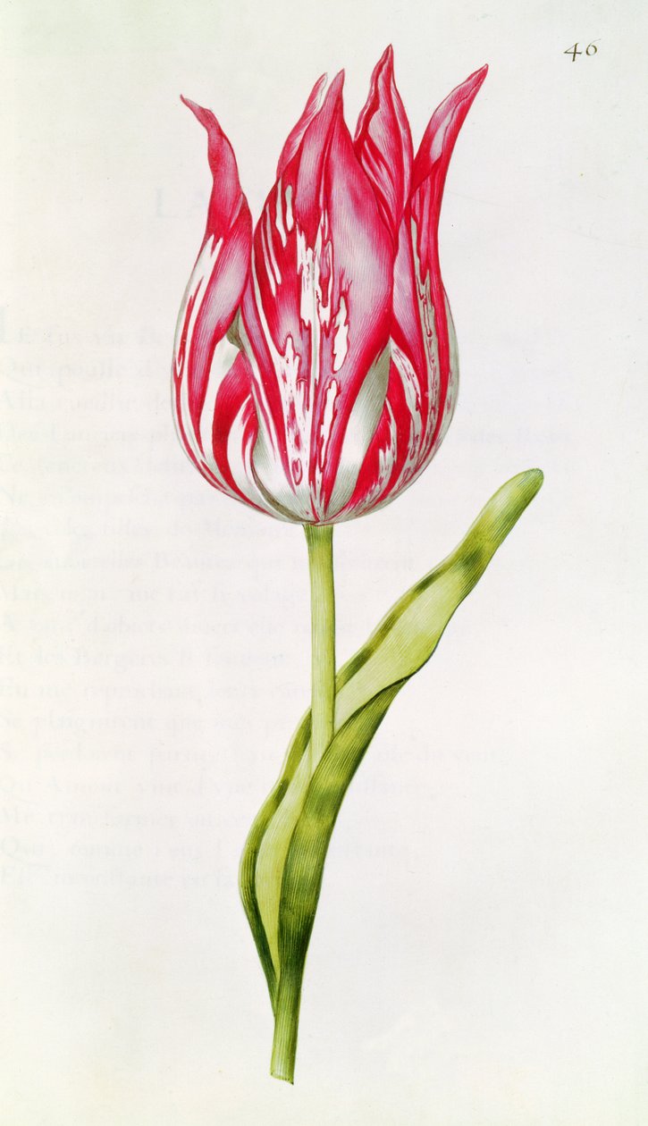 Tulipa, de &39;The Garland of Julie&39;, c.1642 de Nicolas Robert