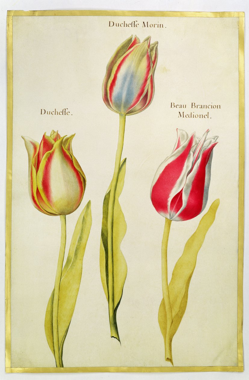 Tulipas, c.1675 (guache sobre velino) de Nicolas Robert