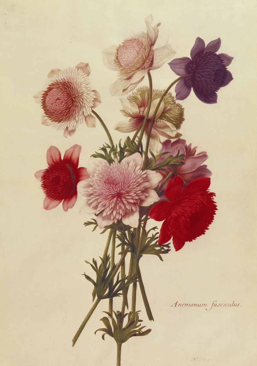 Imagem desconhecida de Nicolas Robert