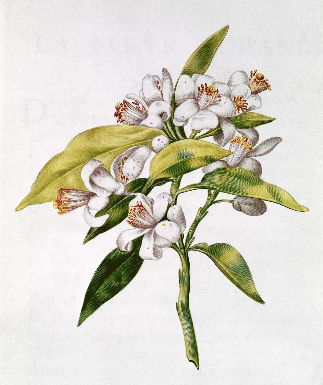fol.71 Flor de laranjeira, de &39;The Garland of Julie&39;, c.1642 (wc em pergaminho) de Nicolas Robert