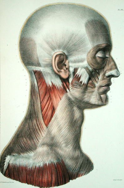 Musculatura do rosto, placa da 
