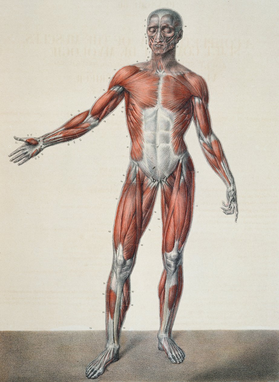 Anatomia do corpo humano, de &39;Traet Complet d&39;Anatomie de l&39;Homme&39; de Jean-Baptiste Marc Bourgery (1797-1849) gravado por Bernard, Paris, 1831 de Nicolas Henri Jacob