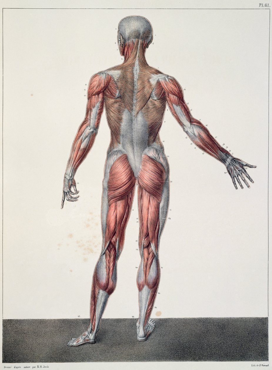 Anatomia do corpo humano, de &39;Traet Complet d&39;Anatomie de l&39;Homme&39; de Jean-Baptiste Marc Bourgery (1797-1849) gravado por Bernard, Paris, 1831 de Nicolas Henri Jacob