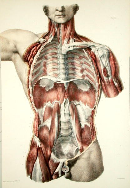 Torso esfolado, placa de 