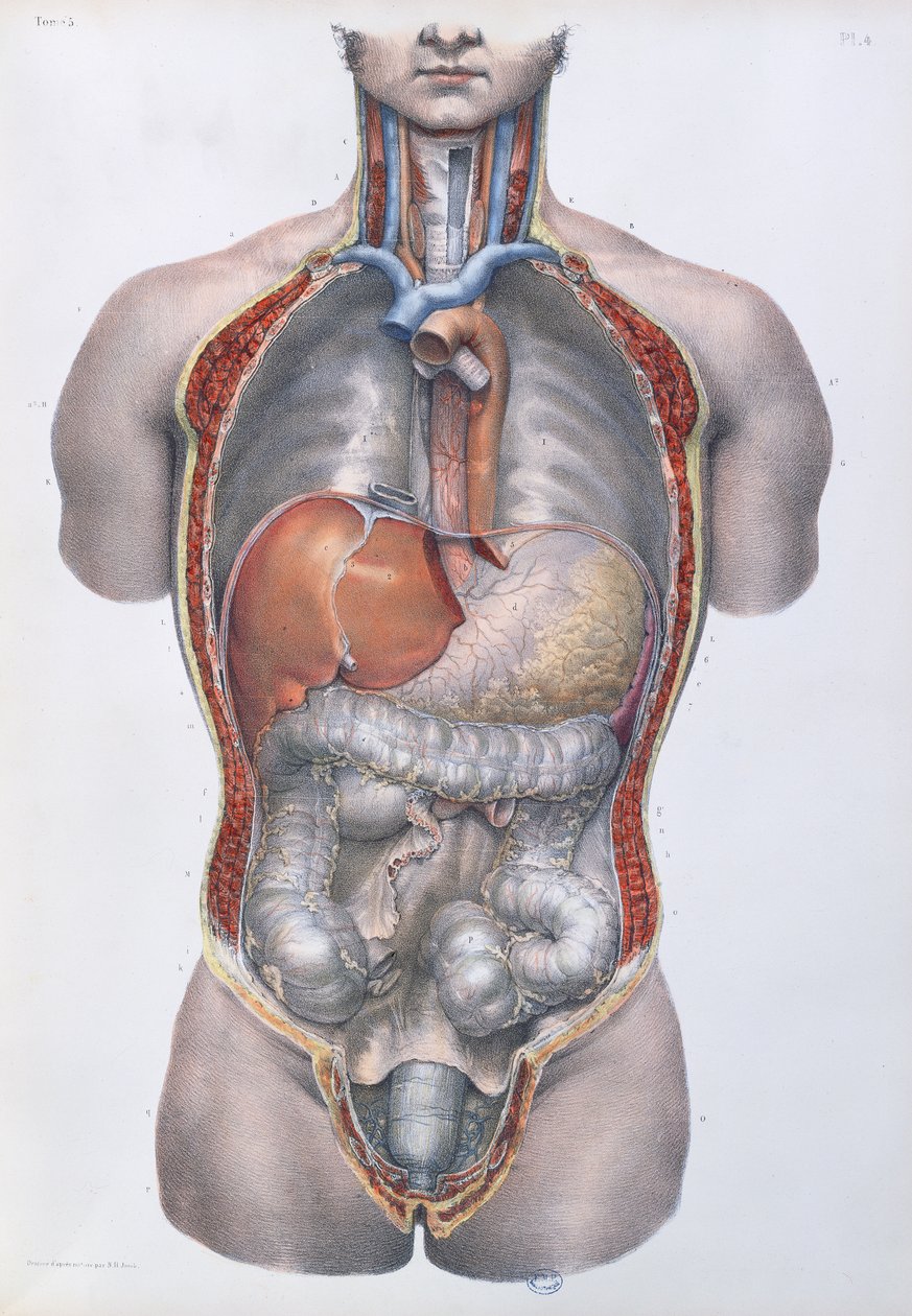 Órgãos internos, placa de "Traço Completo da Anatomia do Homem", de Jean-Baptiste Marc Bourgery (1797-1849) 1866-67 de Nicolas Henri Jacob