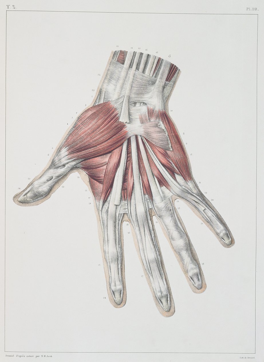 Musculatura da mão, plana de "Traço Completo da Anatomia do Homem", de Jean-Baptiste Marc Bourgery (1797-1849) gravada por Bernard, Paris, 1831 de Nicolas Henri Jacob