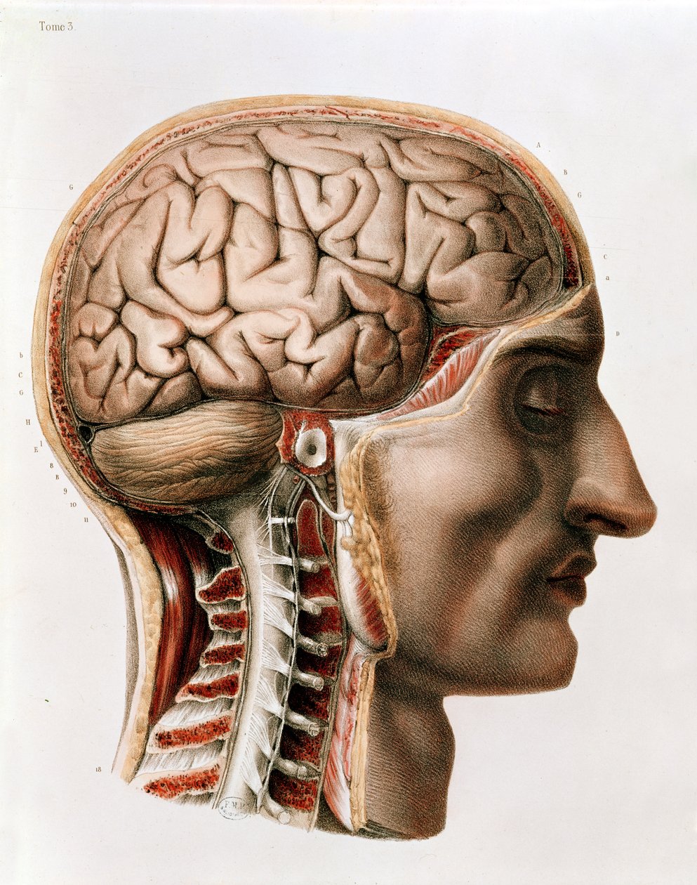 O Cérebro, placa de "Traço Completo da Anatomia do Homem", de Jean-Baptiste Marc Bourgery (1797-1849) 1866-67 de Nicolas Henri Jacob