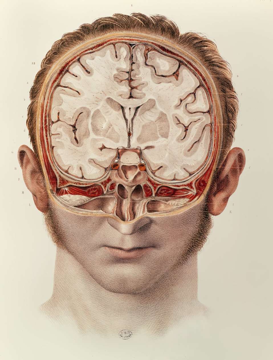 O Cérebro, prato do Tratado Completo da Anatomia do Homem por Jean-Baptiste Marc Bourgery (1797-1849) 1866-67 de Nicolas Henri Jacob