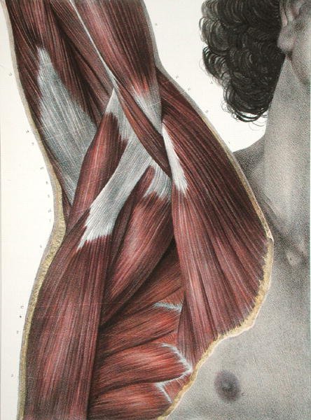 The Shoulder and Axilla, de 