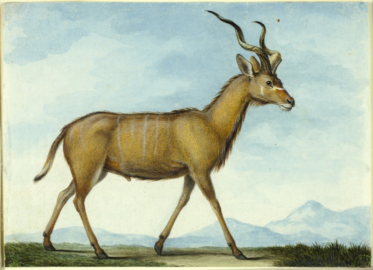 Um Kudu de Nicolas Hüet the Younger