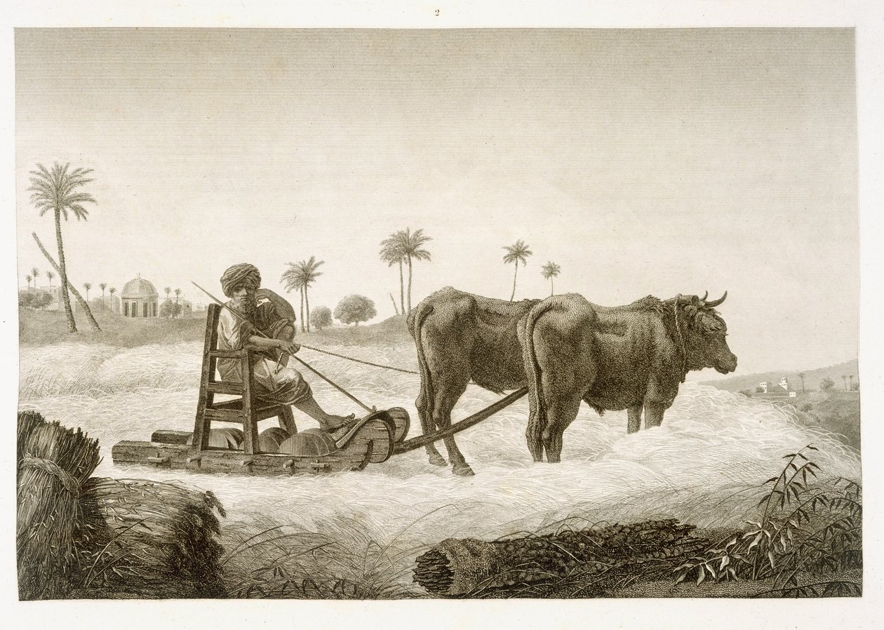 Colheita de Milho, do Volume II Artes e Ofícios da &39;Descrição do Egito&39;, pub. sob as ordens de Napoleão, 1822 de Nicolas Jacques Conte