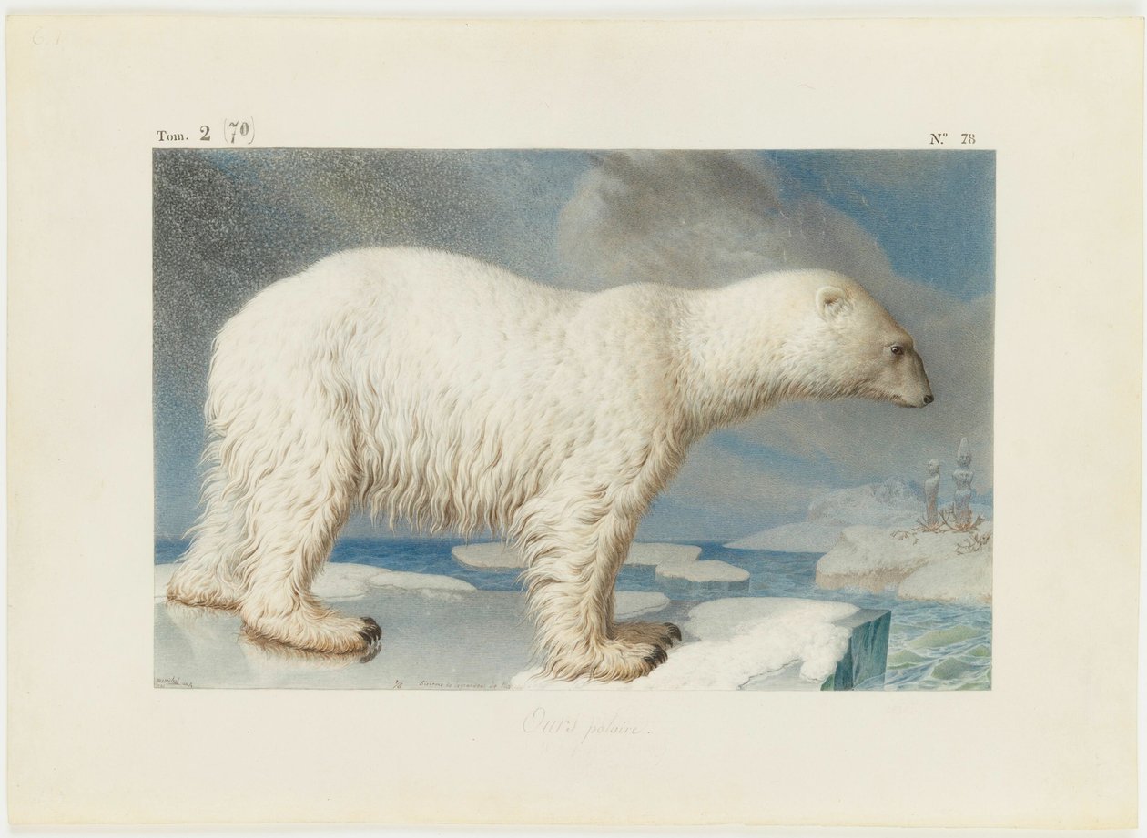 Urso polar, 1796. de Nicolas Maréchal