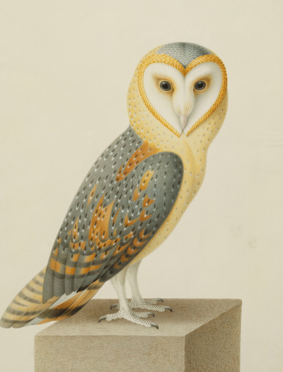 Uma coruja de celeiro de Nicolas Robert