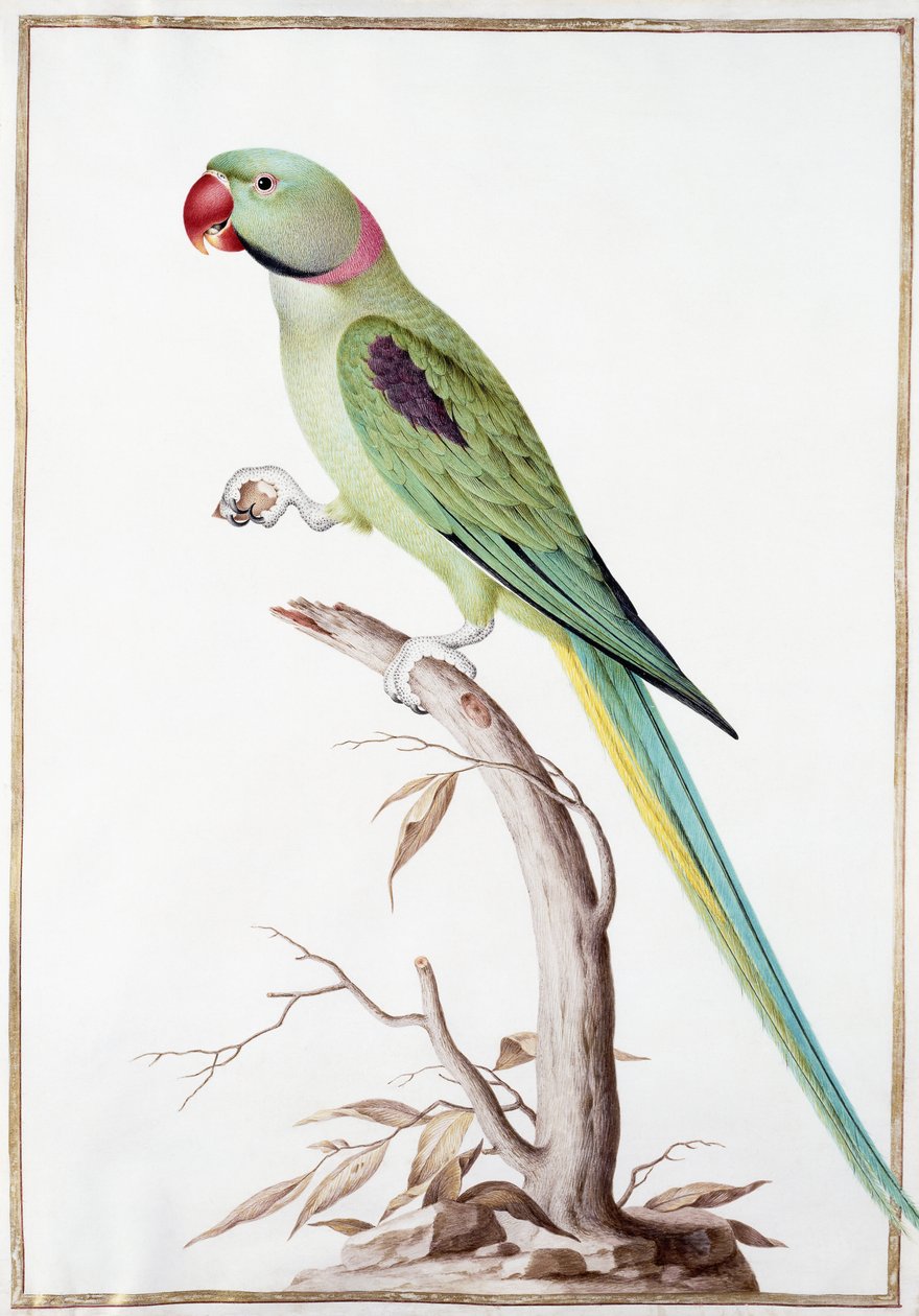 Periquito-alexandrino de Nicolas Robert