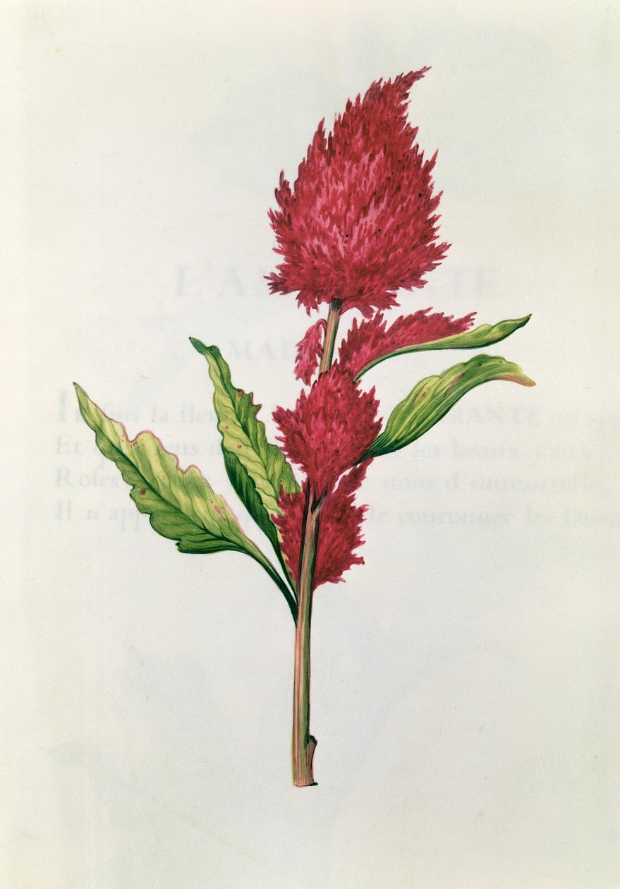 Amaranthus, de &39;The Garland of Julie&39;, c.1642 (wc em pergaminho) de Nicolas Robert