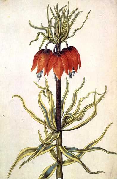 Fritilleria, c.1675 (guache sobre vellum) de Nicolas Robert