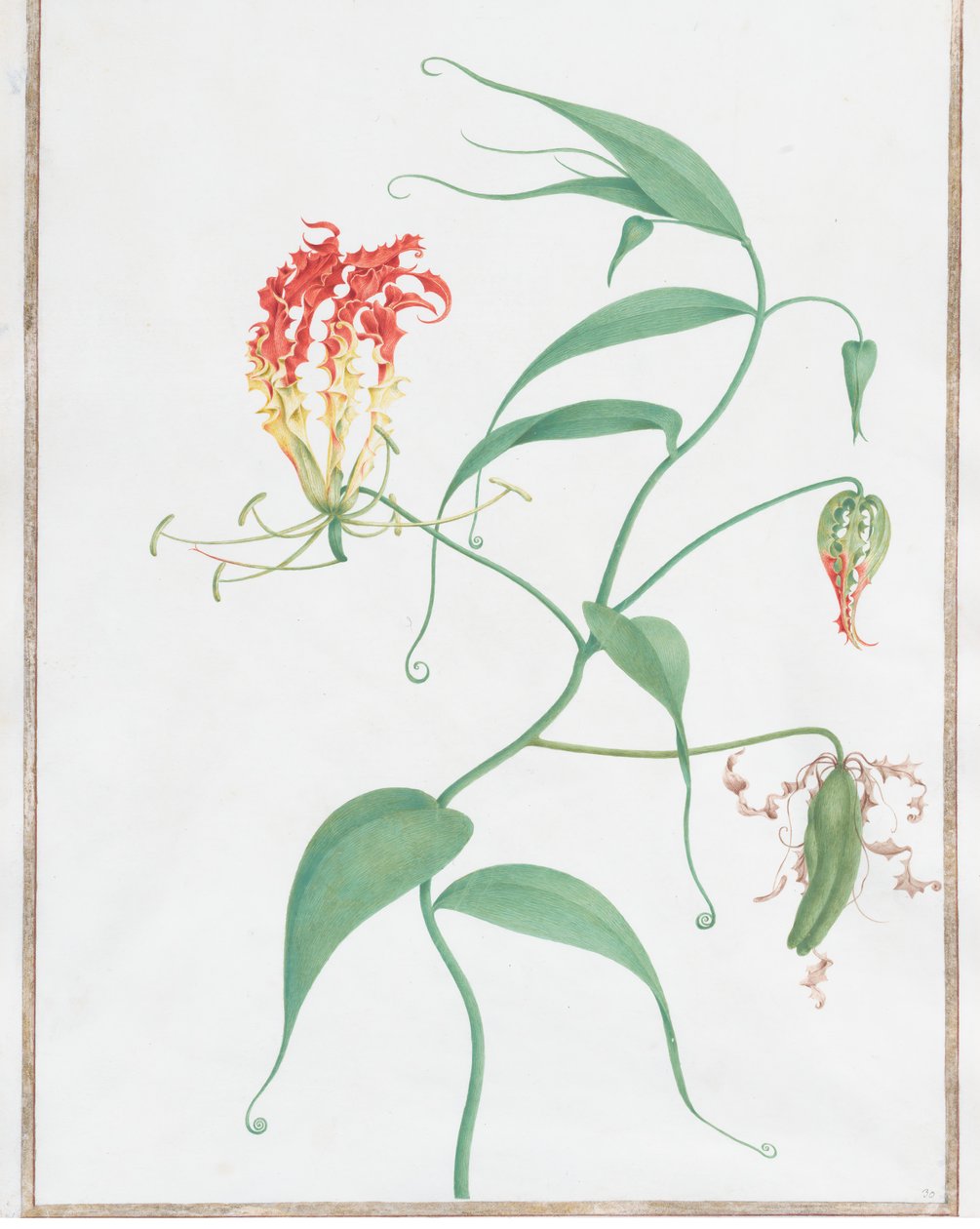 Gloriosa Superba Lírio Escalador, ca. 1660. de Nicolas Robert