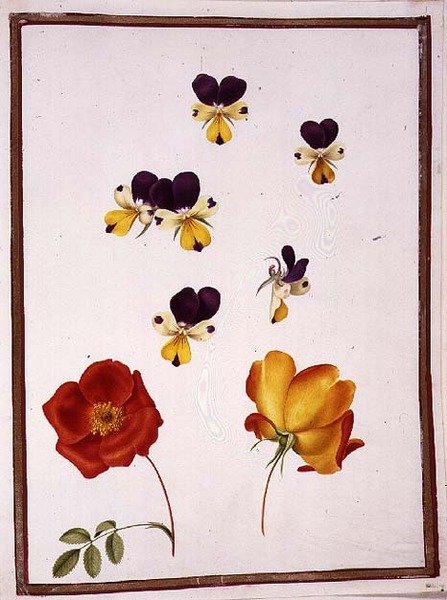 PD.109-1973.f15 Seis Cabeças de Pansies e Duas Rosa Foetida (Briar austríaco) (aguarela em velino) de Nicolas Robert