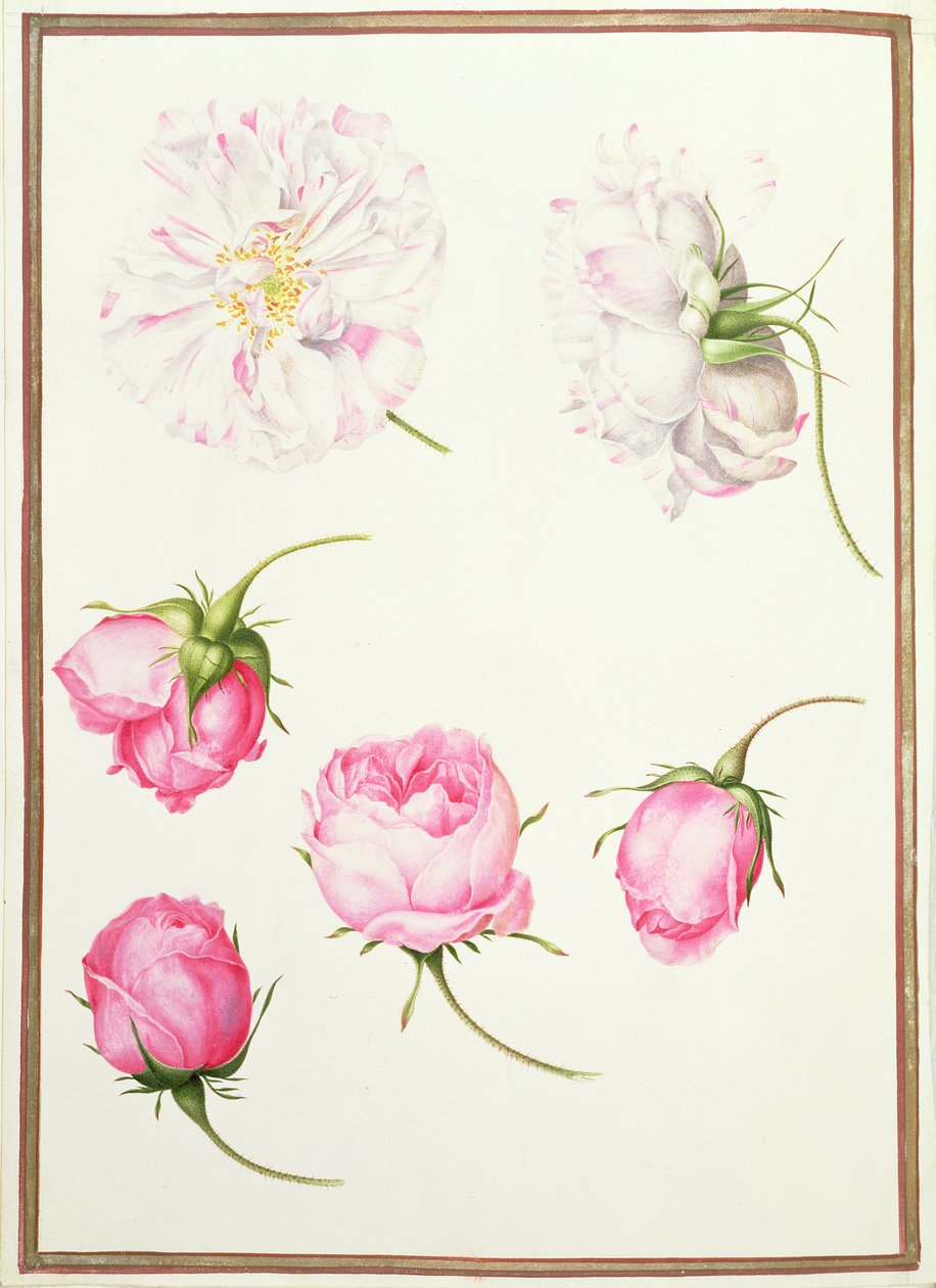 PD.109-1973.f1 Seis cabeças de rosas antiquadas (wc em pergaminho) de Nicolas Robert