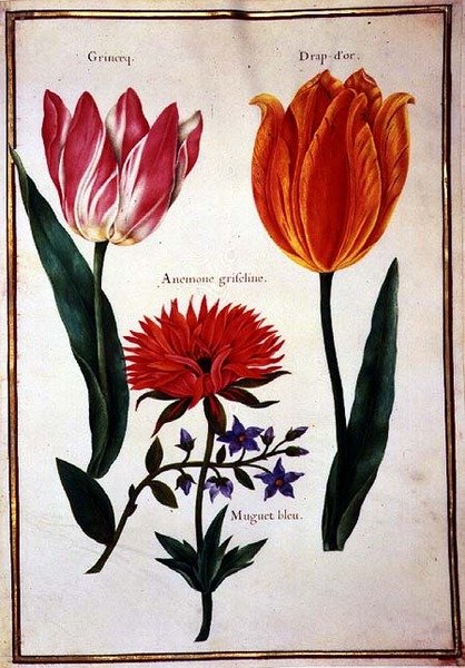 PD.109-1973.f29 Duas Tulipas 