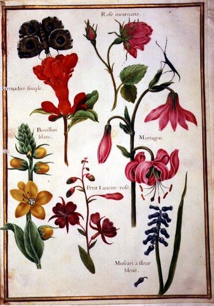 PD.109-1973.f43 Estudos de Flores (aquarela em velino) de Nicolas Robert