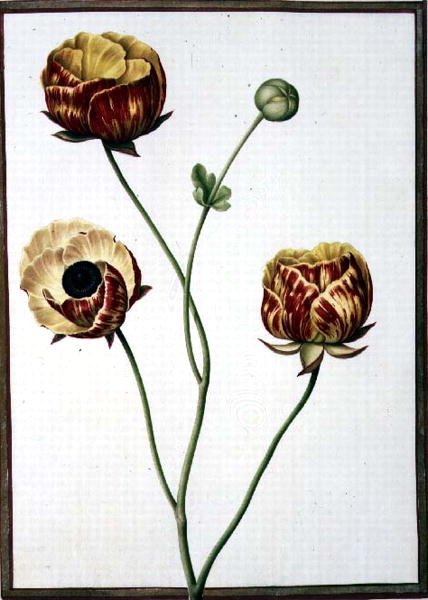 PD.109-1973.f6 Ranunculus Asiaticus (aguarela em velino) de Nicolas Robert