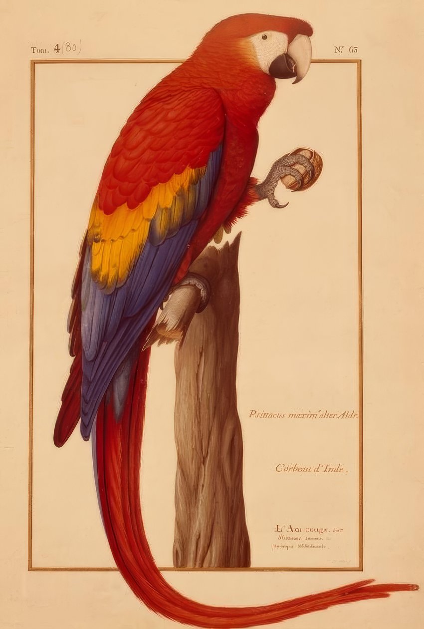 Psittacus maximus Idade (acima) de Nicolas Robert