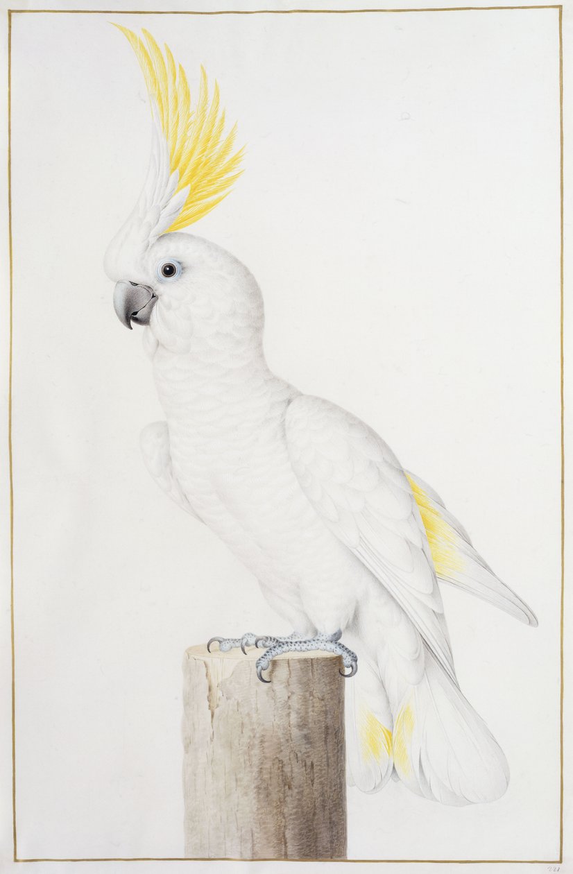Cacatua com crista de enxofre de Nicolas Robert