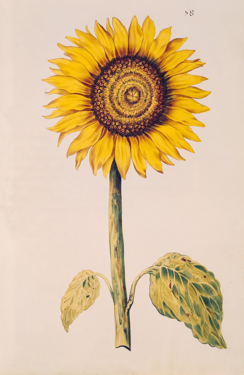 Girassol ou Helianthus, de &39;La Guirlande de Julie&39;, c.1642 (wc em velino) de Nicolas Robert