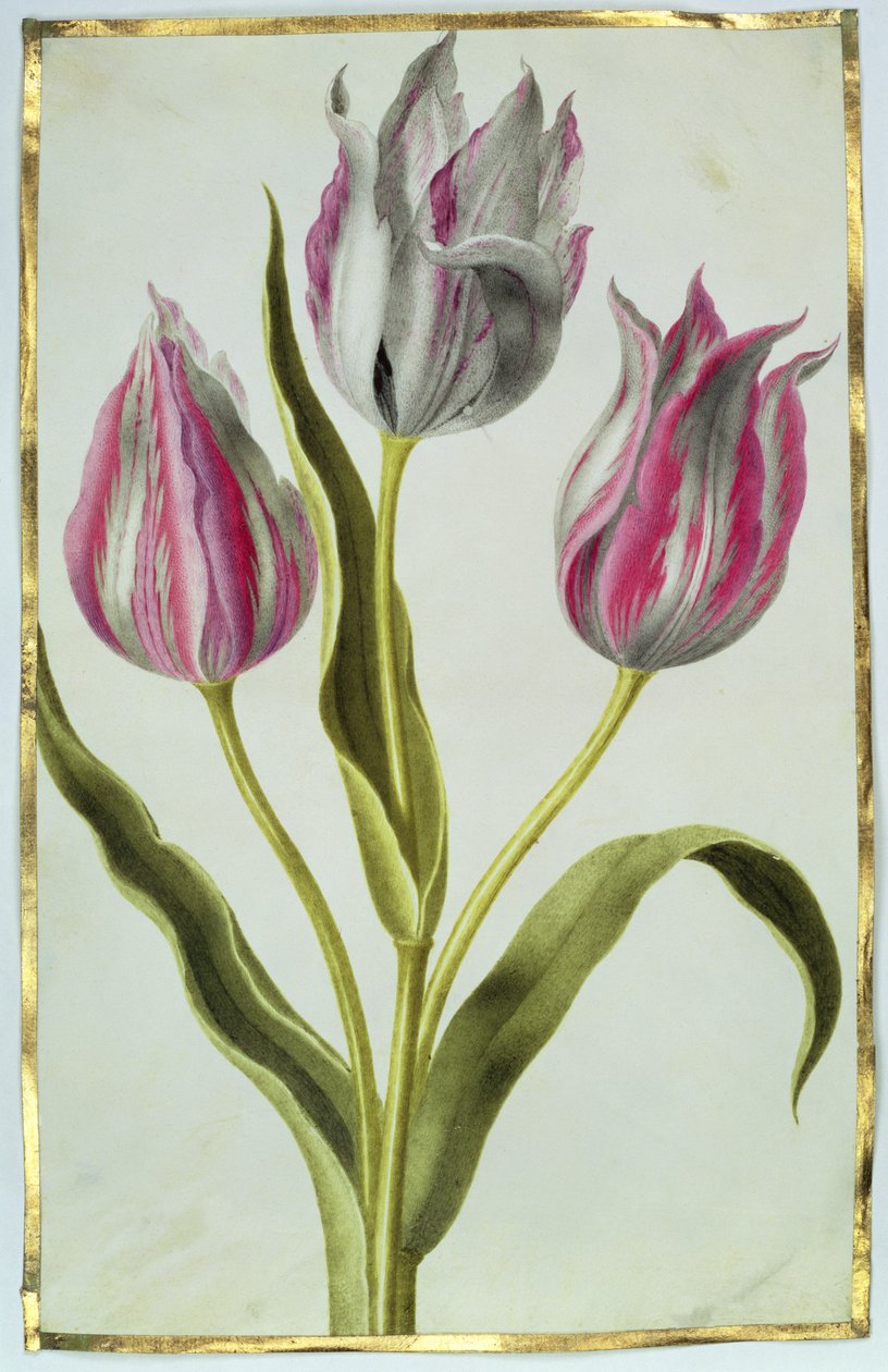Tulipas, c.1675 (guache sobre velino) de Nicolas Robert