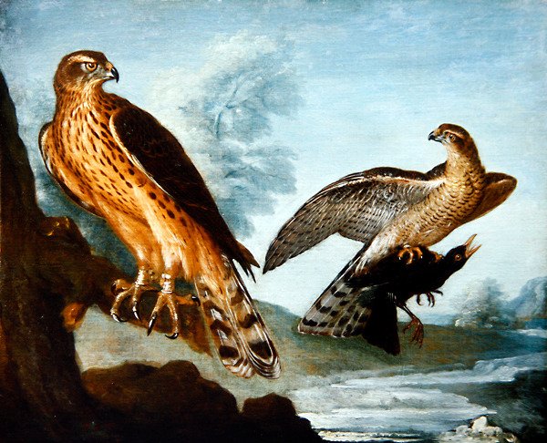 Dois Goshawks, um agarrado a um Blackbird (óleo sobre tela) de Nicolas Spheyman